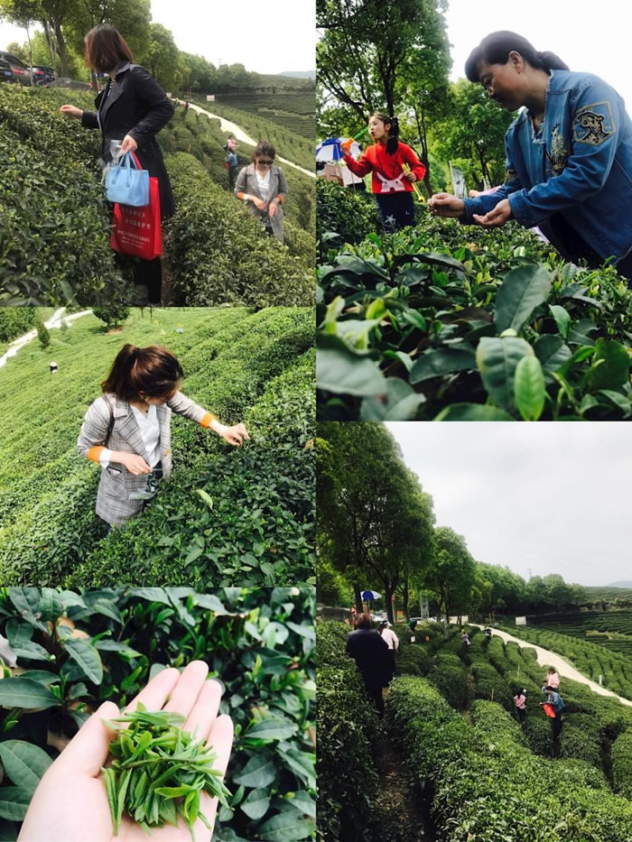 茶叶采摘,植树造林,游民俗村----襄阳金驹车友会采青之旅圆满落幕!